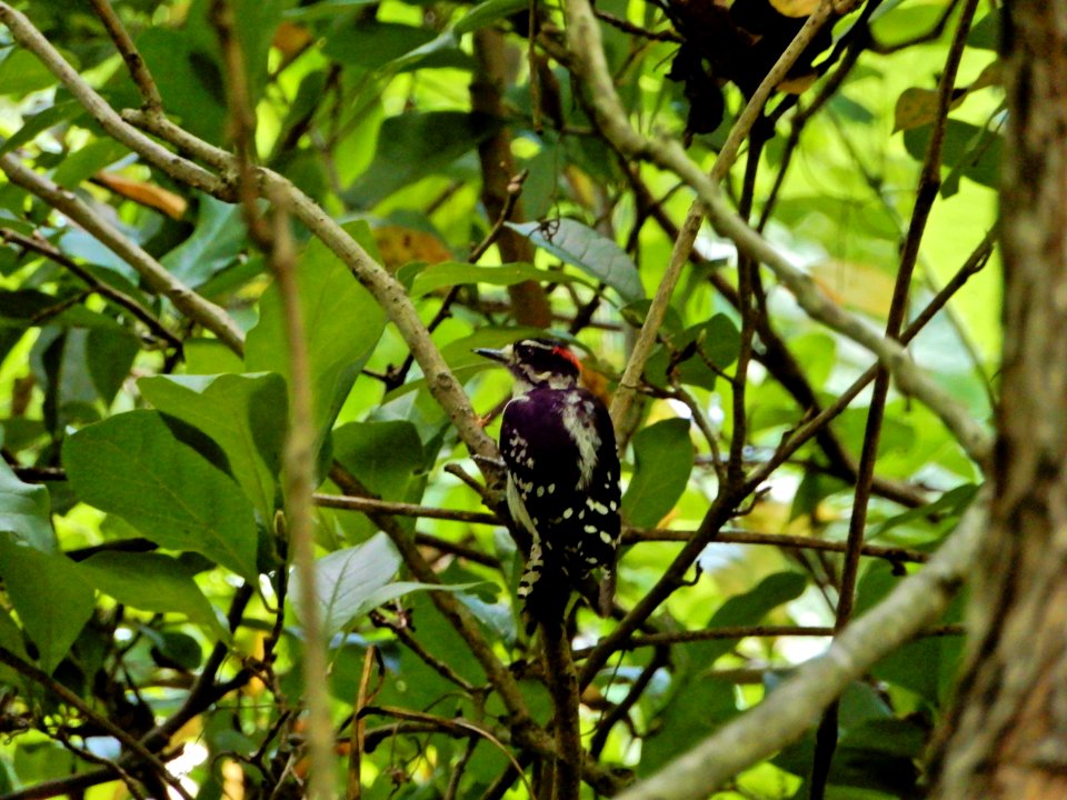bird downy woodpecker Bog Garden Kristie Gianopulos (19)