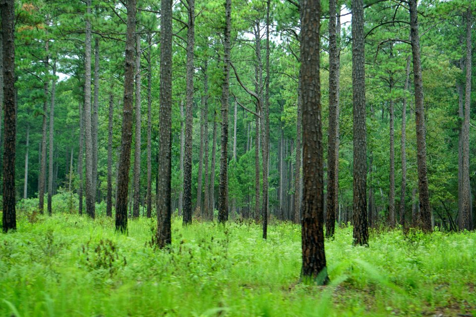 scene natural heritage area PeeDee NWR ncwetlands KG (2)