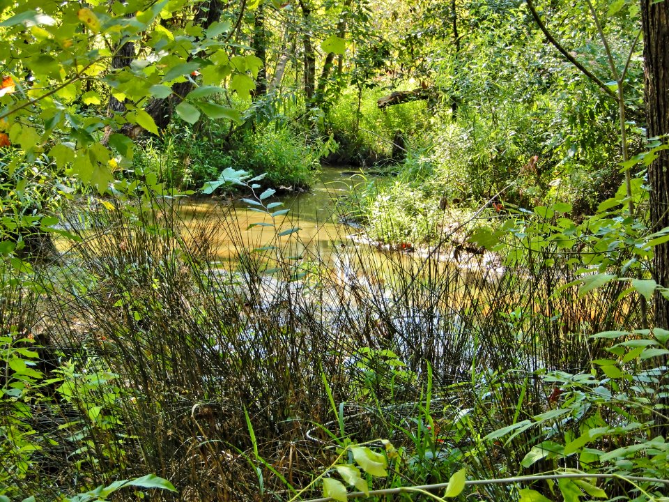 scene upstream of beaver pond McAlpine Creek Park ncwetlands KG (9)