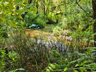 scene upstream of beaver pond McAlpine Creek Park ncwetlands KG (9)