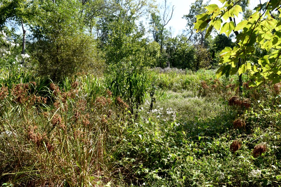 scene Neuse River Trail Craig Burn Ln  (8)