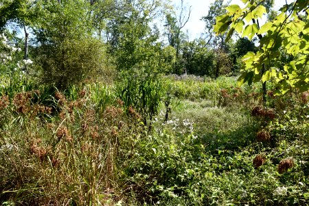 scene Neuse River Trail Craig Burn Ln  (8)