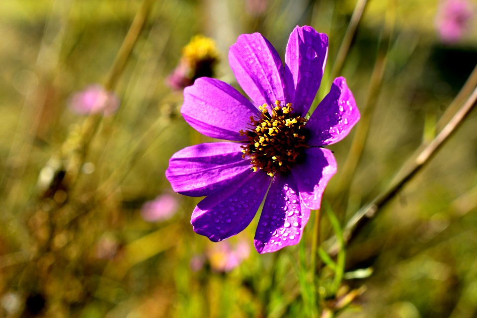 Flor silvestre morada photo