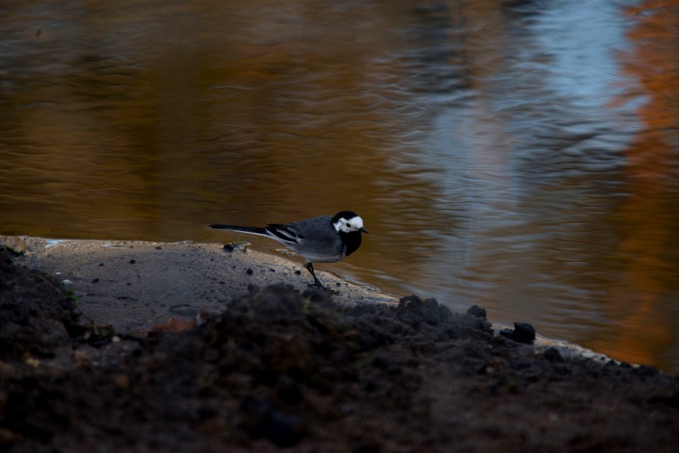 Gray wagtail near water