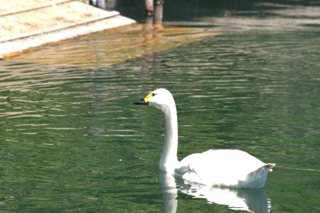 コハクチョウ Tundra Swan