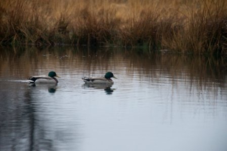 Wild Ducks photo