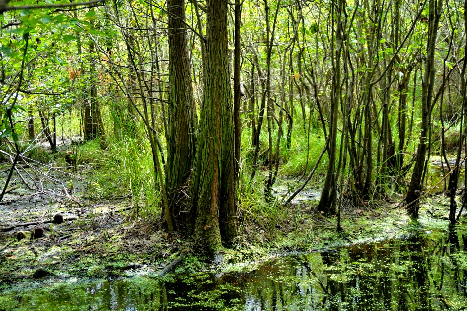 scene Columbus County Game Land ncwetlands KG (8)