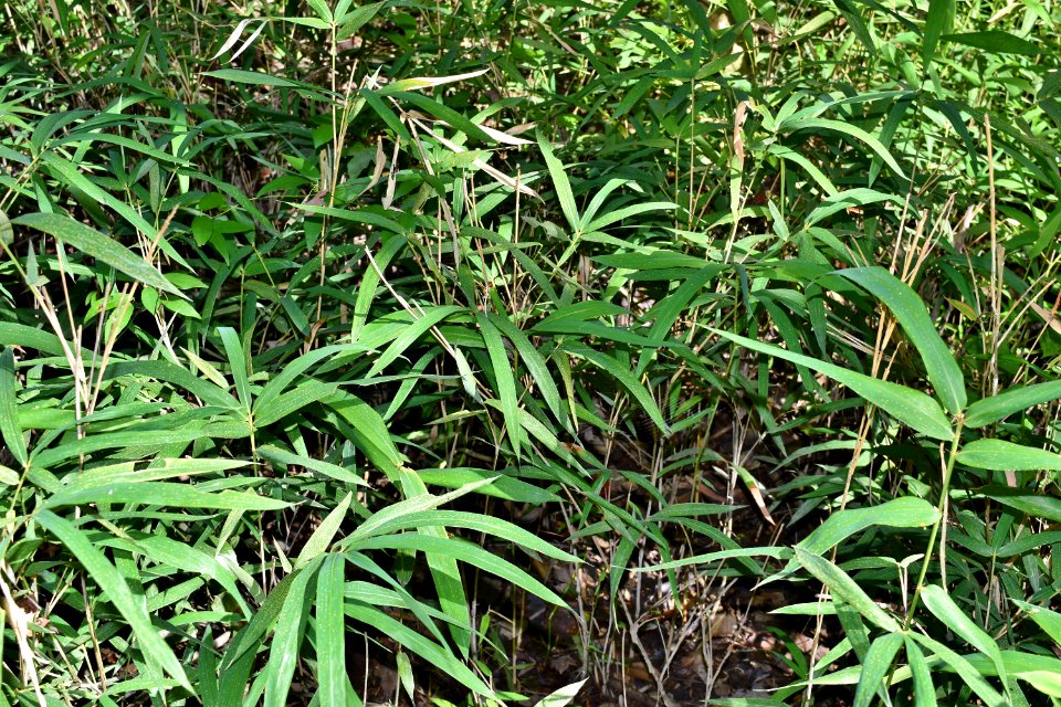 plants Carolina switch cane Lumber River SP Chalk Banks ncwetlands AM (20)