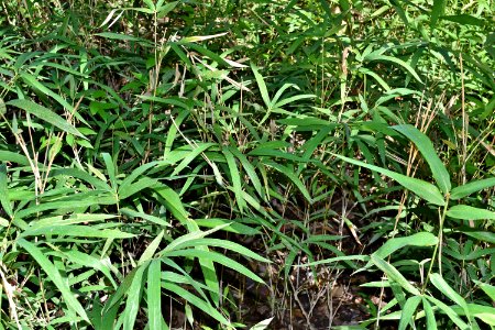 plants Carolina switch cane Lumber River SP Chalk Banks ncwetlands AM (20)