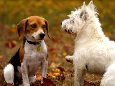 Salsa and friend