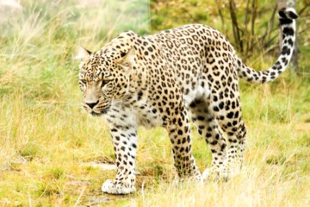 Persian Leopard at Orsa Björnpark photo