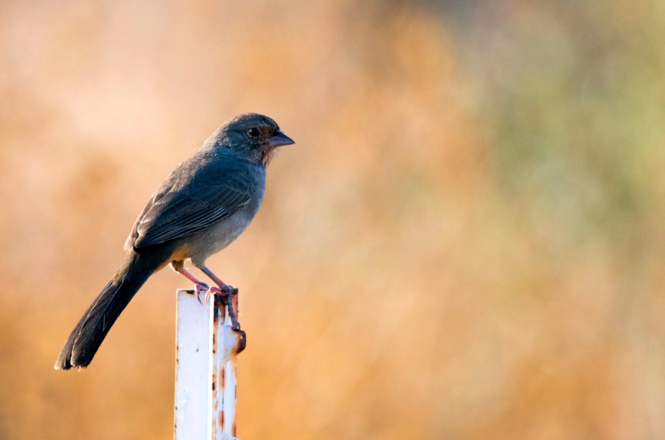 A perched California towhee