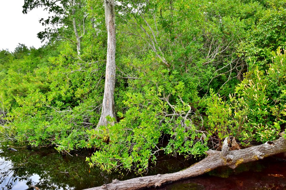 scene Salters Lake edge Jones Lake SP ncwetlands AM (5)
