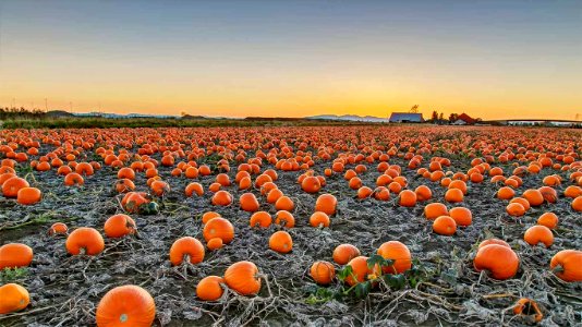 20201025-BCPumpkins ROW1105008846 1366x768