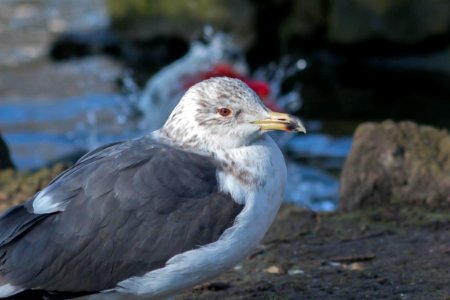 Larus fuscus photo