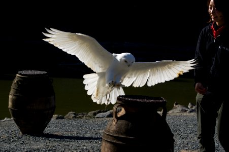 シロフクロウ Snowy Owl