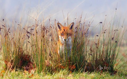 A red fox in the grass