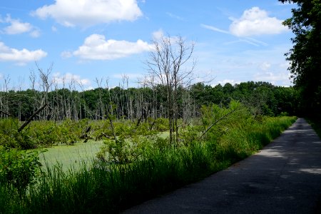 scene sullivan's pond marsh pee dee nwr KG (2)