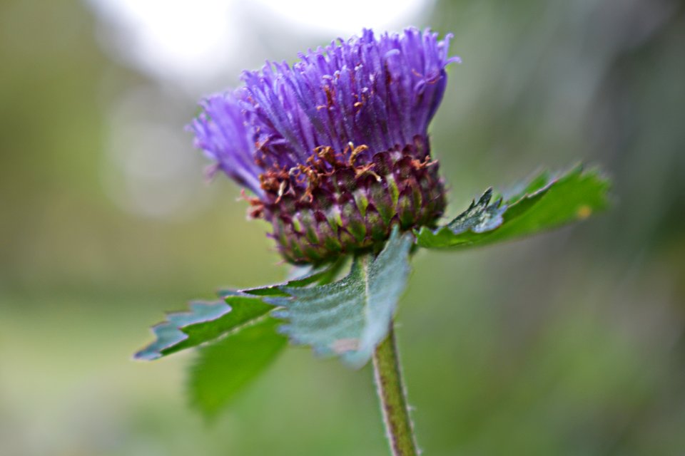 Little flower purple 01 photo