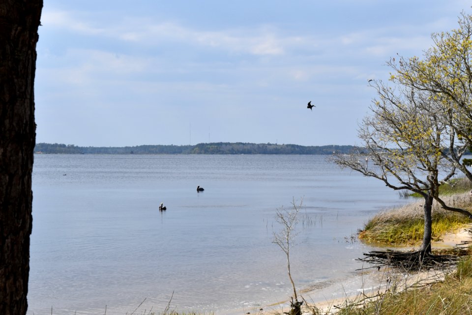 scene pelicans on Cape Fear River Carolina Beach SP ncwetlands AM
