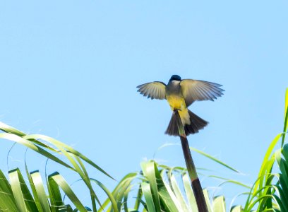 Cassin's kingbird showing off its wings