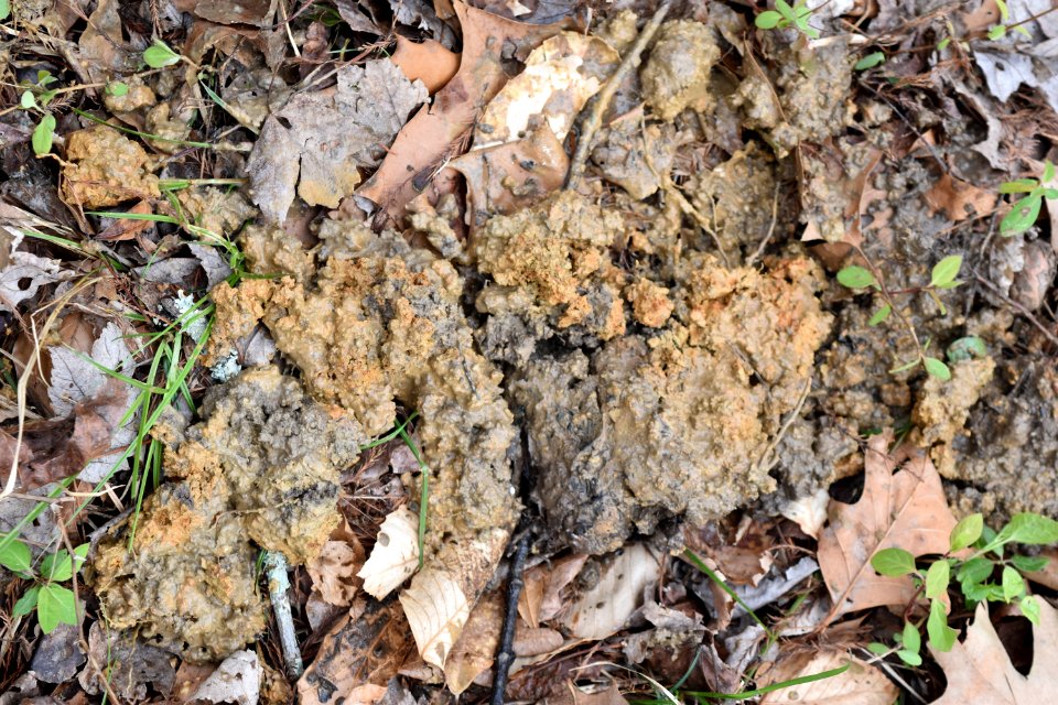 soil Battle Park ncwetlands AM (11)