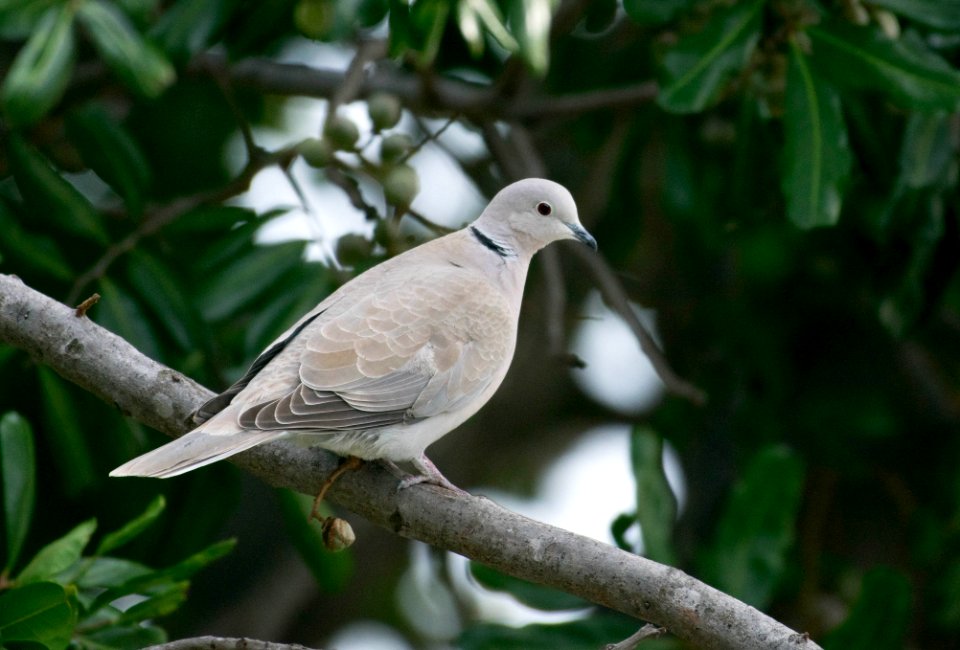 Eurasian collared-dove