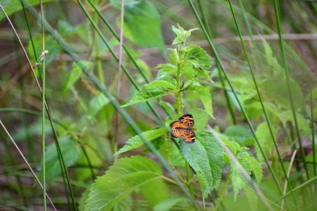invertebrate Tallulah Bog ncwetlands AM (15)