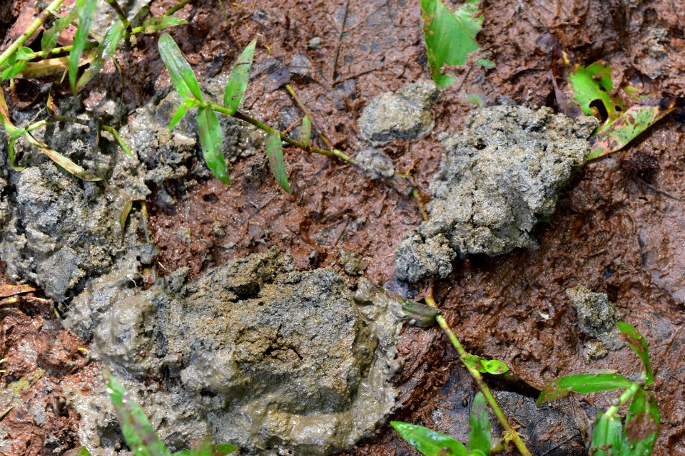 soil comparison Haw River SP Amanda Mueller (74)