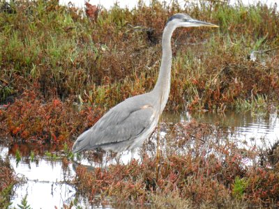 A great blue heron stalks its prey