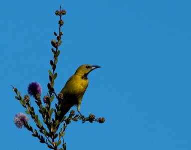 Hooded oriole // Oriole masqué