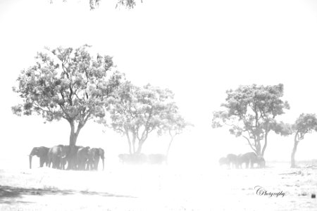 Shade Seekers