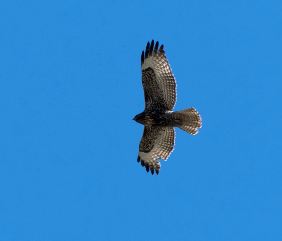 Red-tailed hawk (dark morph)