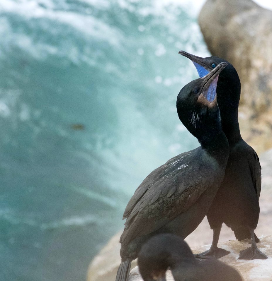 A pair of Brandt's cormorants