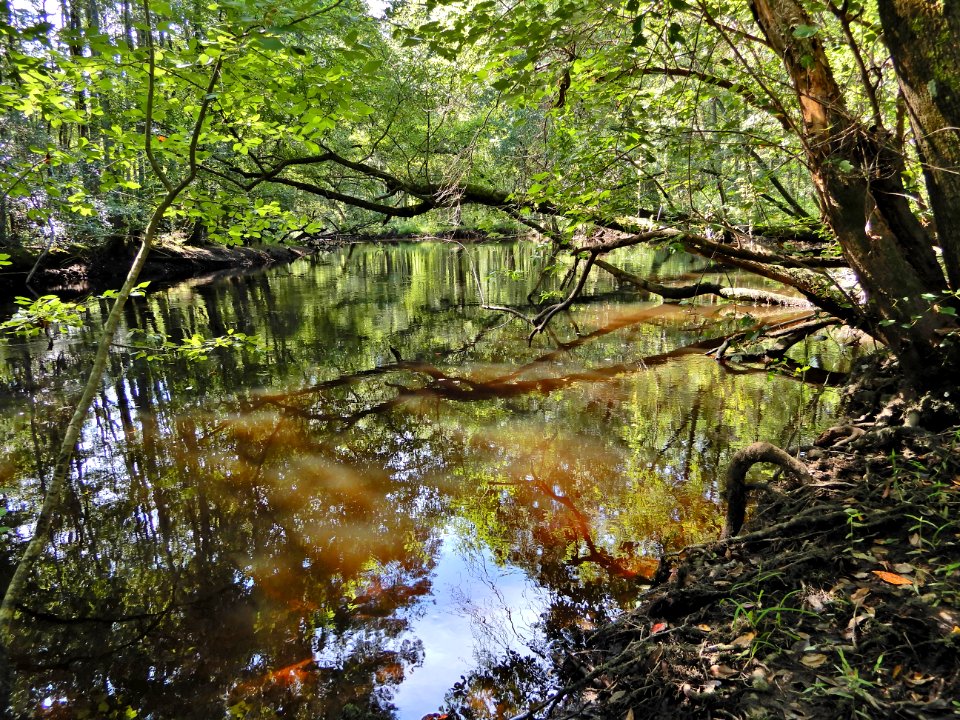 scene Lumber River SP Chalk Banks ncwetlands KG (45)