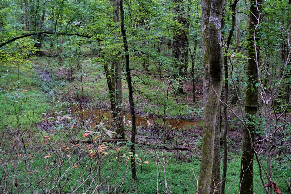 scene wetland white pines np ncwetlands KG