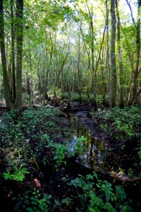 scene riverine swamp forest Cape Fear Wetlands Game Land ncwetlands KG (9)