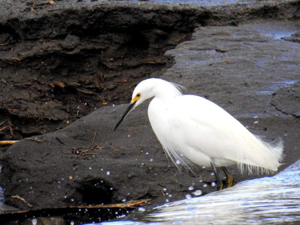 A snowy egret hunts in a flooded creek