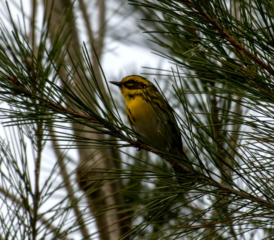 Townsend's warbler