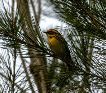 Townsend's warbler