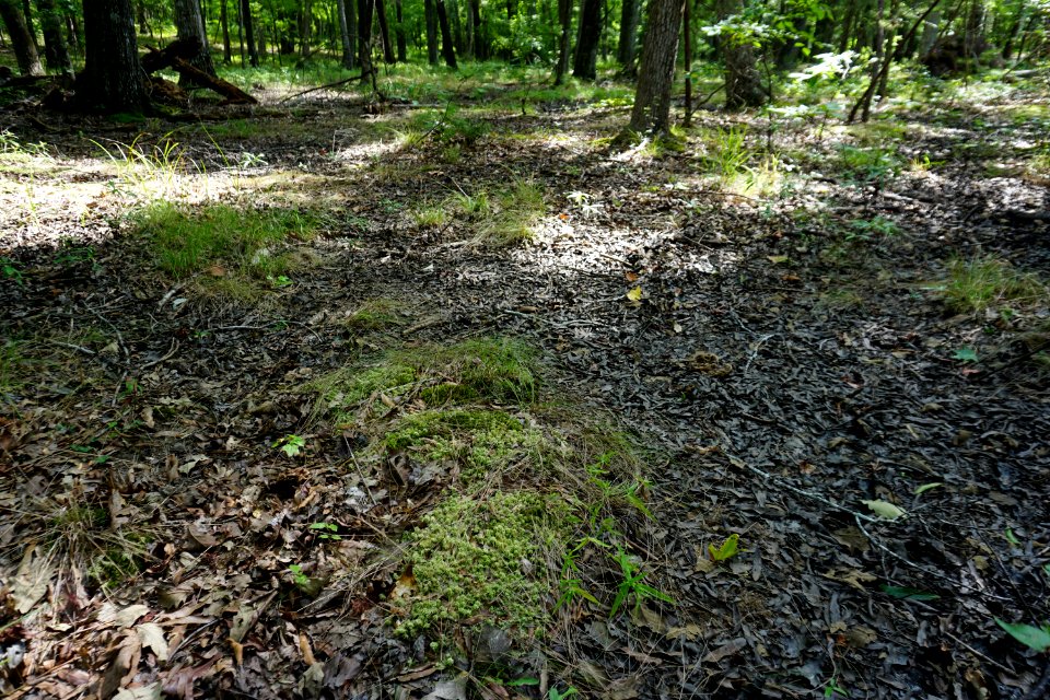 scene upland depression wetland Uwharrie Nat Forest ncwetlands KG (1)