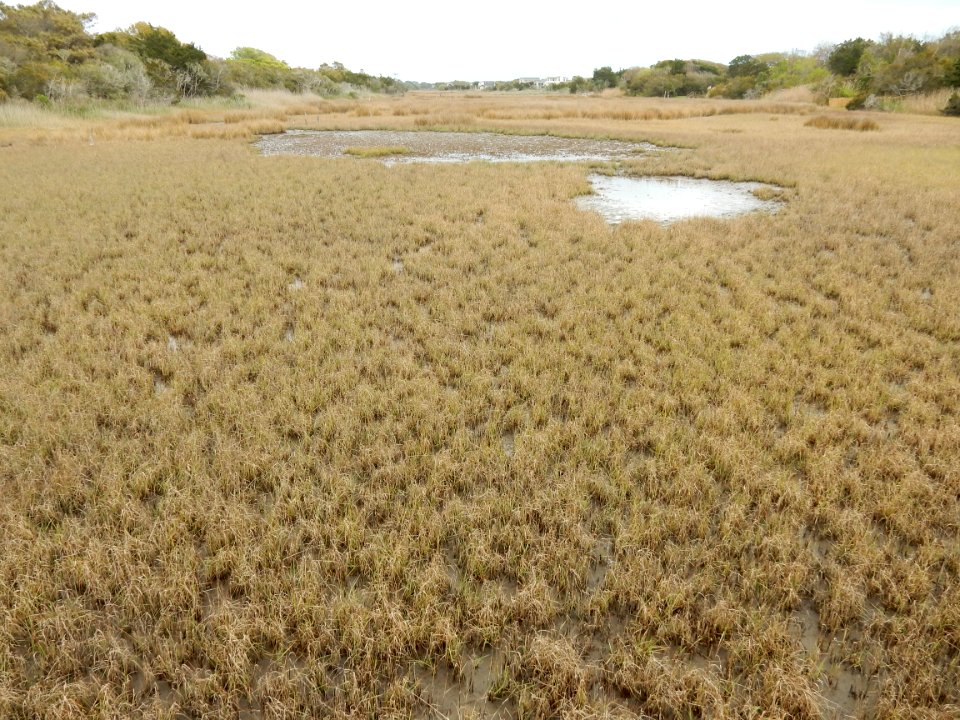 scene oak island 9th st scenic walkway ncwetlands KG (3)