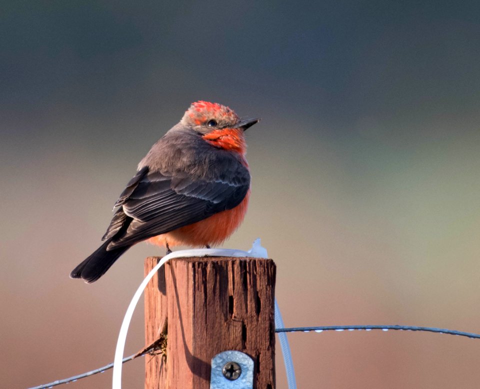 Vermilion flycatcher