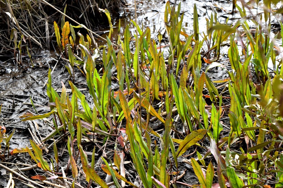 plant great marsh trail loop Mackay Island NWR ncwetlands AM (23)