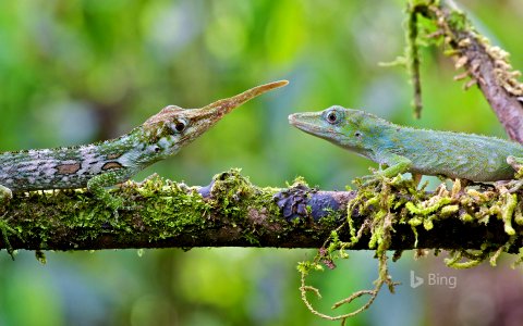Male and female Ecuadorian horned anoles in Mindo, Ecuador
