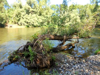 Cournon - Berges de l'Allier (21)