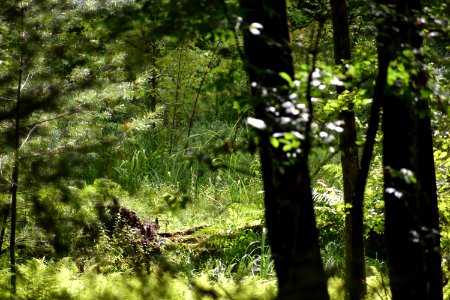 scene dupont state rec forest ncwetlands AM (20)