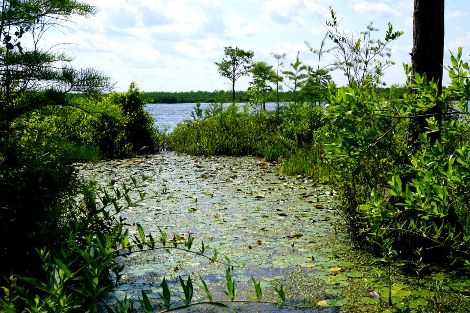scene Suggs Millpond Gameland KG (276)
