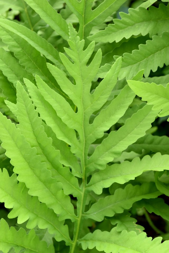 plant netted chain fern Morse Park ncwetlands AM (7)