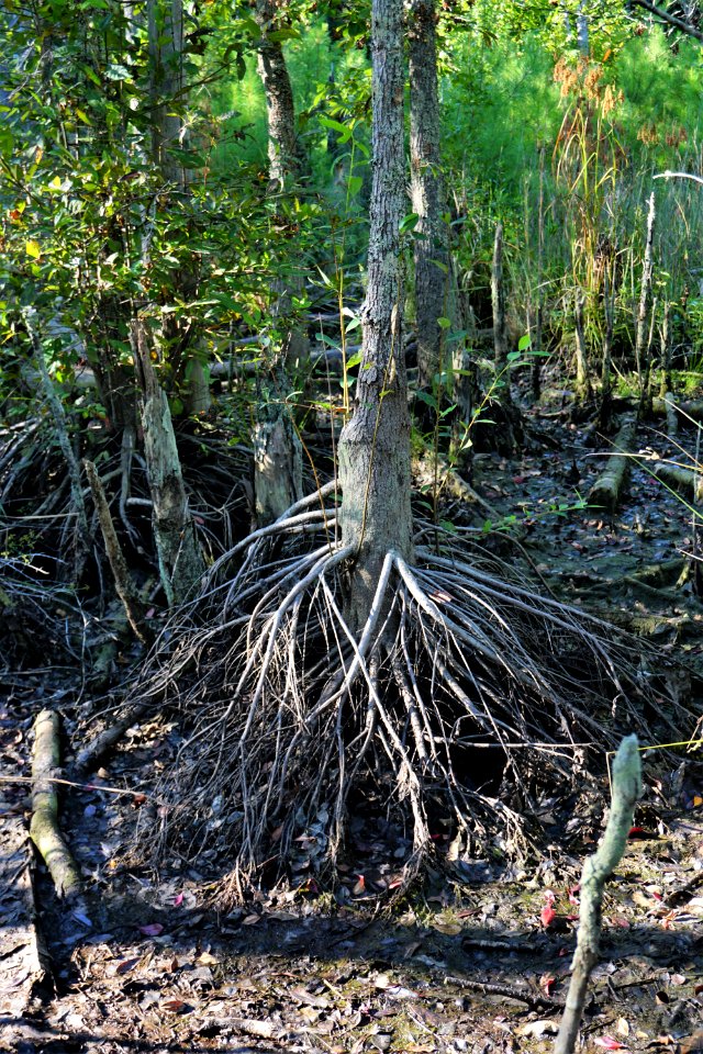 scene roots high+dry Stones Creek Game Land ncwetlands KG (1)
